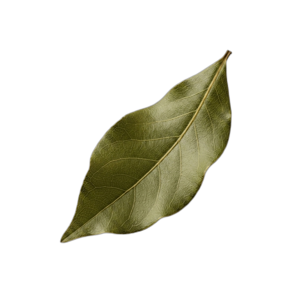Bay leaf