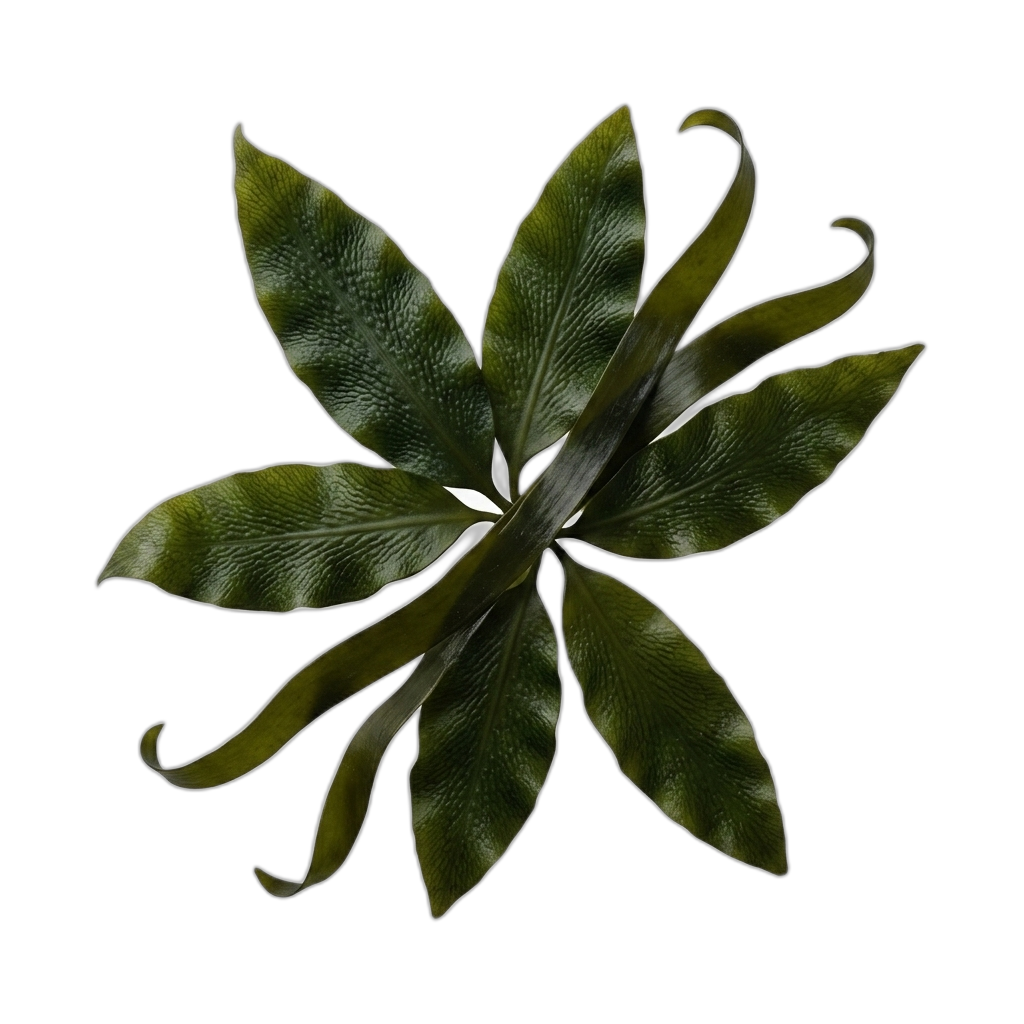 Seaweed