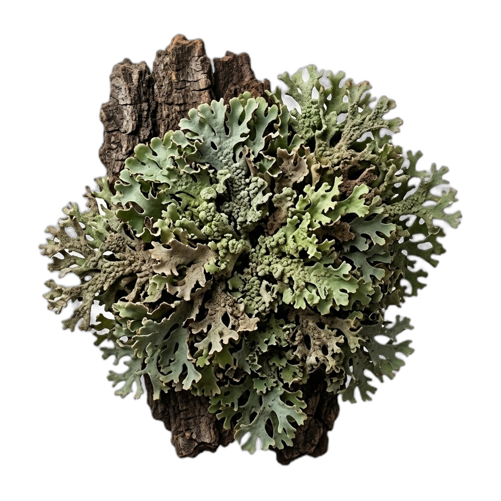 Tree moss